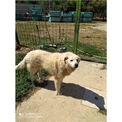 COMUNE DI CAPRIATI A VOLTURNO - CANE - Microchip 380260100585798