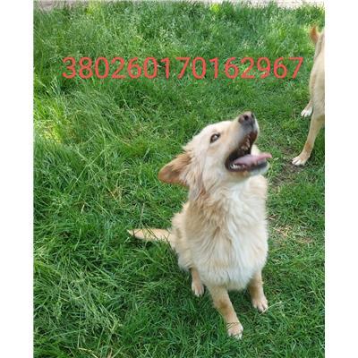 COMUNE DI VINCHIATURO - CANE - Microchip 380260170162967