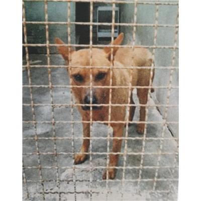 COMUNE DI ALIFE - CANE - Microchip 380260045139975