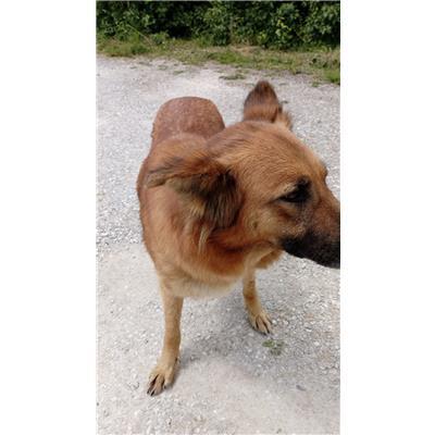 COMUNE DI MONTENERO DI BISACCIA - CANE - Microchip 380260170164144