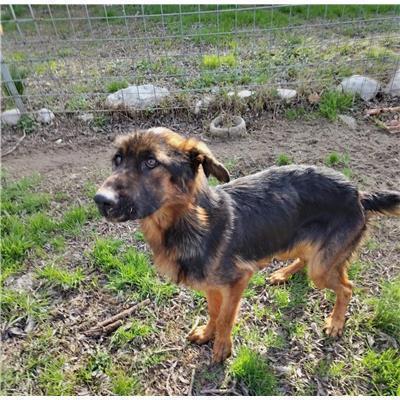 COMUNE DI PIETRAVAIRANO - CANE - Microchip 380260045139766