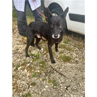 COMUNE DI SAN MARTINO IN PENSILIS - CANE - Microchip 380260170322188