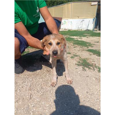 COMUNE DI PIETRAVAIRANO - CANE - Microchip 380260046136268