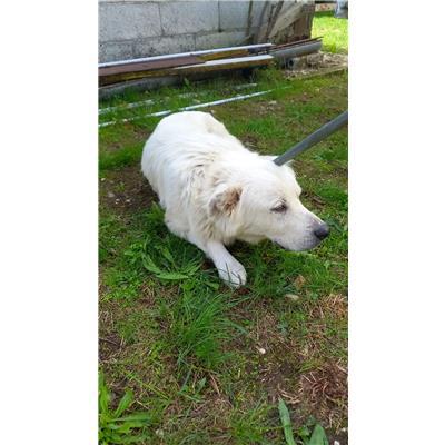 COMUNE DI SAN MARTINO IN PENSILIS - CANE - Microchip 380260170322257