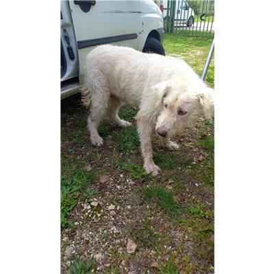 COMUNE DI SAN MARTINO IN PENSILIS - CANE - Microchip 380260170322251