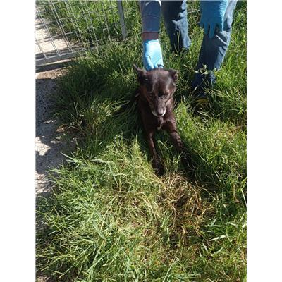 COMUNE DI CAPRIATI A VOLTURNO - CANE - Microchip 380260045134408