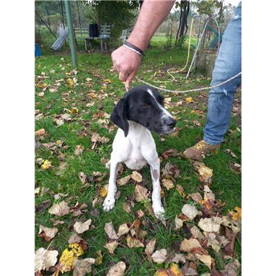 COMUNE DI MACCHIAGODENA - CANE - Microchip 380260044448447