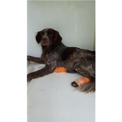 COMUNE DI RIPALIMOSANI - CANE - Microchip 380260170316620