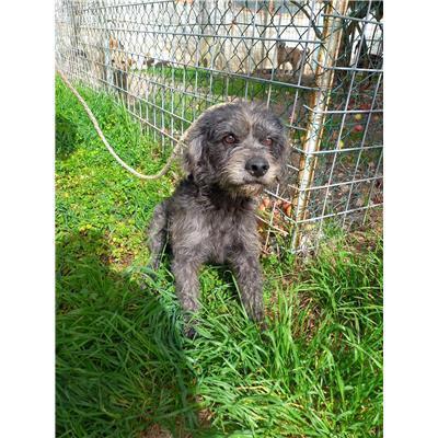 COMUNE DI DURONIA - CANE - Microchip 380260170316629