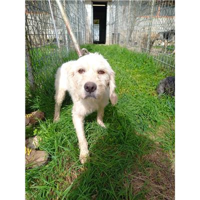 COMUNE DI DURONIA - CANE - Microchip 380260170316625