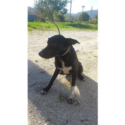 COMUNE DI FERRAZZANO - CANE - Microchip 380260170316444