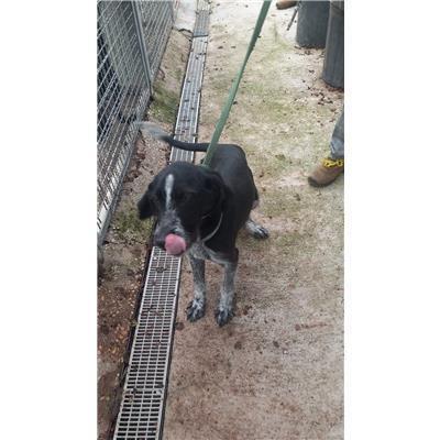 COMUNE DI VINCHIATURO - CANE - Microchip 380260170316450