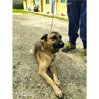 COMUNE DI ALIFE - CANE - Microchip 380260045130242