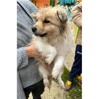 COMUNE DI MIRABELLO SANNITICO - CANE - Microchip 380260044469151