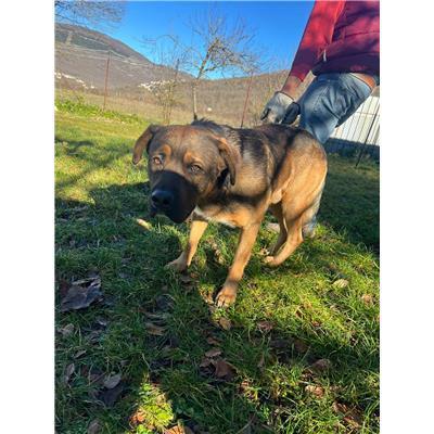 COMUNE DI ISERNIA - CANE - Microchip 380260044463228