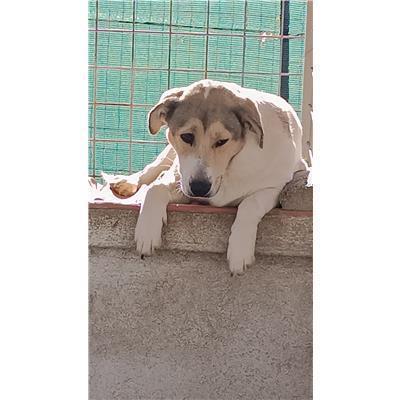 COMUNE DI AILANO - CANE - Microchip 380260170381993