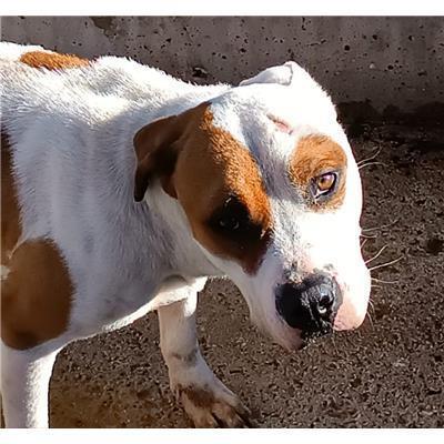 COMUNE DI ALIFE - CANE - Microchip 380260170381904