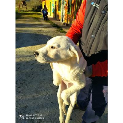 COMUNE DI VINCHIATURO - CANE - Microchip 380260170316546