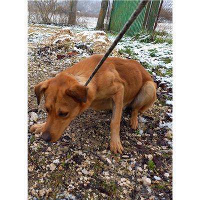 COMUNE DI POZZILLI - CANE - Microchip 380260044470503