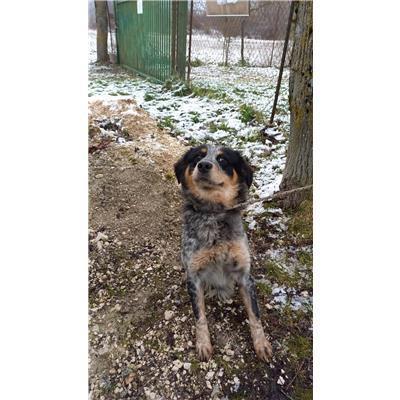 COMUNE DI POZZILLI - CANE - Microchip 380260044470096