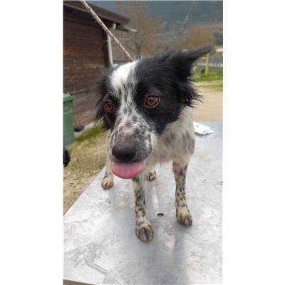 COMUNE DI FERRAZZANO - CANE - Microchip 380260170316112