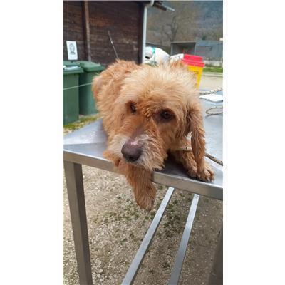 COMUNE DI ISERNIA - CANE - Microchip 380260044463408