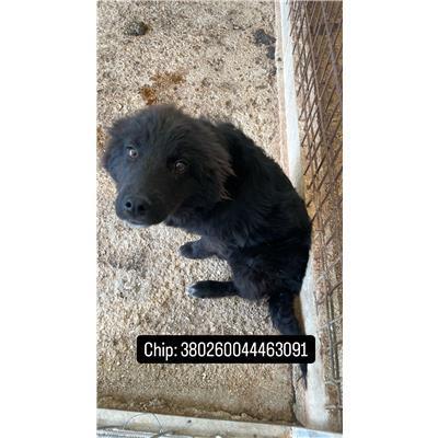 COMUNE DI SANT'AGAPITO - CANE - Microchip 380260044463091