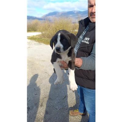 COMUNE DI BAGNOLI DEL TRIGNO - CANE - Microchip 380260044156381