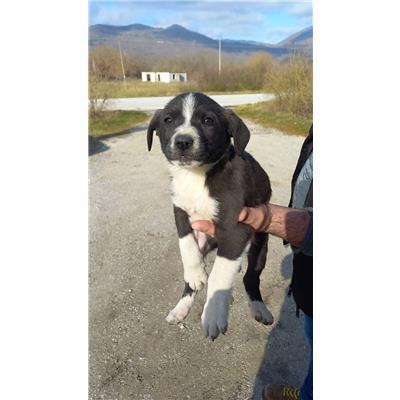 COMUNE DI BAGNOLI DEL TRIGNO - CANE - Microchip 380260044156229