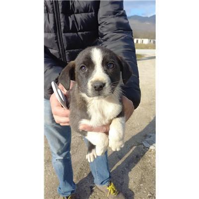 COMUNE DI BAGNOLI DEL TRIGNO - CANE - Microchip 380260044156091