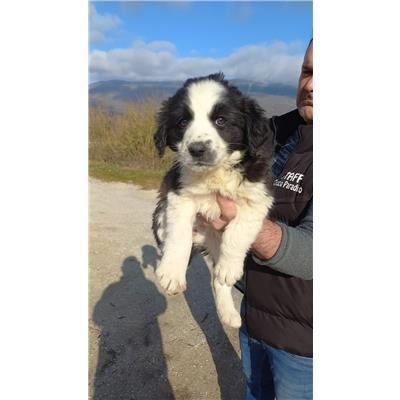 COMUNE DI BAGNOLI DEL TRIGNO - CANE - Microchip 380260044155672