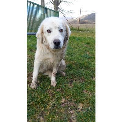 COMUNE DI CAMPOCHIARO - CANE - Microchip 380260170315543