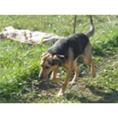 COMUNE DI AGNONE - CANE - Microchip 941000001812636