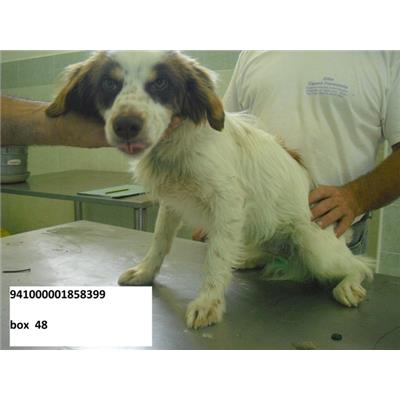 COMUNE DI CAPRIATI A VOLTURNO - CANE - Microchip 941000001858399