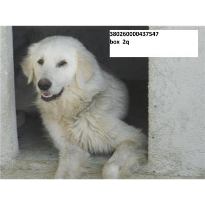 COMUNE DI AGNONE - CANE - Microchip 380260000437547