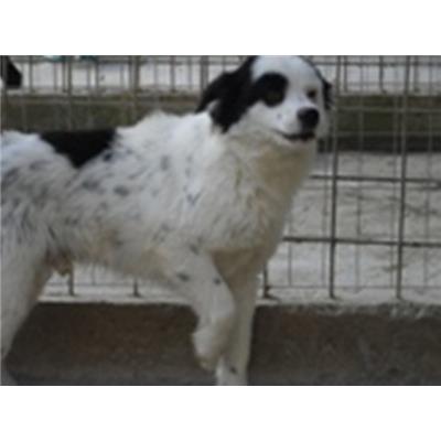 COMUNE DI AGNONE - CANE - Microchip 941000002133113