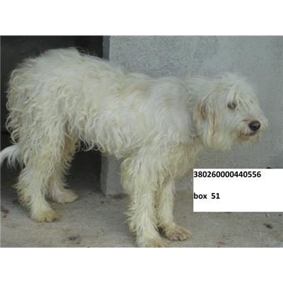 COMUNE DI AGNONE - CANE - Microchip 380260000440556