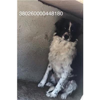 COMUNE DI CASTELVERRINO - CANE - Microchip 380260000448180