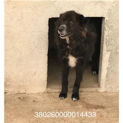 COMUNE DI VENAFRO - CANE - Microchip 380260000014433